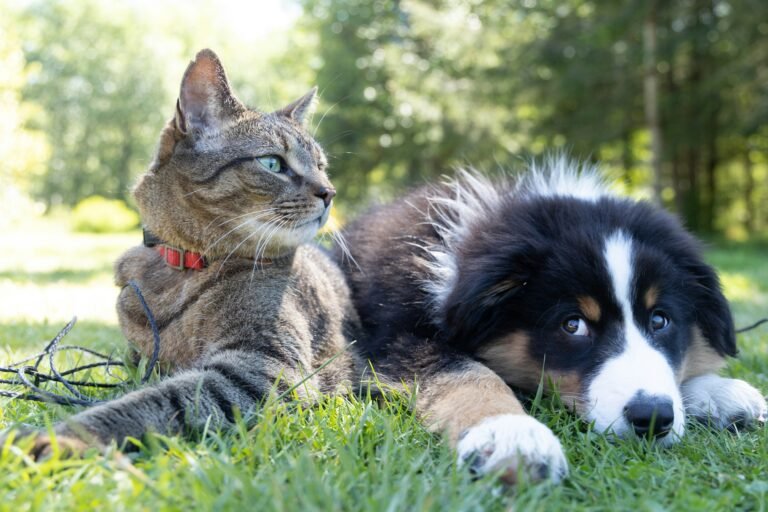 dog and cat image photo