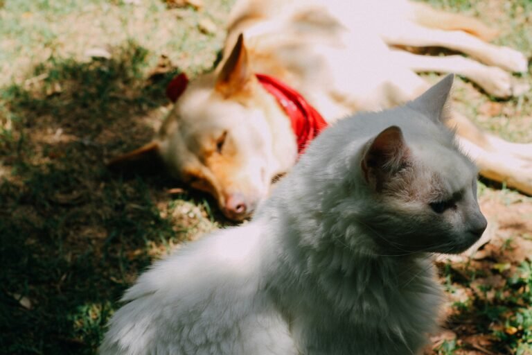 dog and cat photo for online